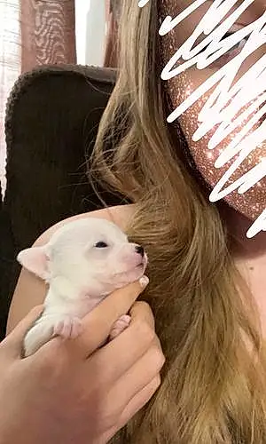 Name Chihuahua Dog Poppy