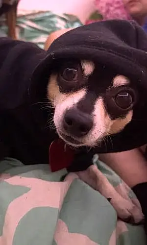 Chihuahua Dog Cookie