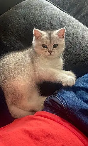 Name Scottish Fold Cat Kirby