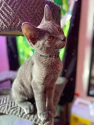 Name Russian Blue Cat Jackie