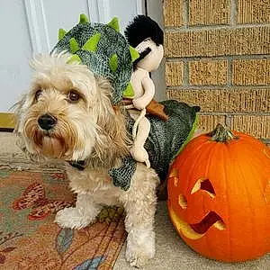 Halloween Dog Cassidy