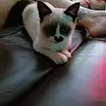 Cat, Siamese, Carnivore, Felidae, Comfort, Small To Medium-sized Cats, Fawn, Balinese, Whiskers, Thai, Tail, Human Leg, Foot, Domestic Short-haired Cat, Paw, Couch, Birman, Furry friends, Companion dog