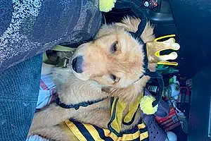 Name Golden Retriever Dog Hunny