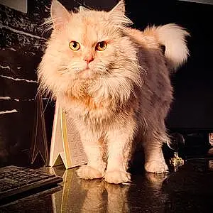 Persian Cat Simba
