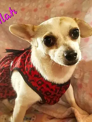 Name Chihuahua Dog Lilah