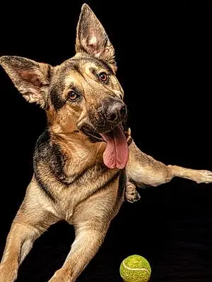 Name German Shepherd Dog Atticus