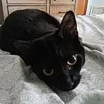 Cat, Felidae, Carnivore, Small To Medium-sized Cats, Whiskers, Bombay, Comfort, Ear, Snout, Black cats, Domestic Short-haired Cat, Furry friends, Linens, Havana Brown, Room, Plant, Terrestrial Animal, Cabinetry
