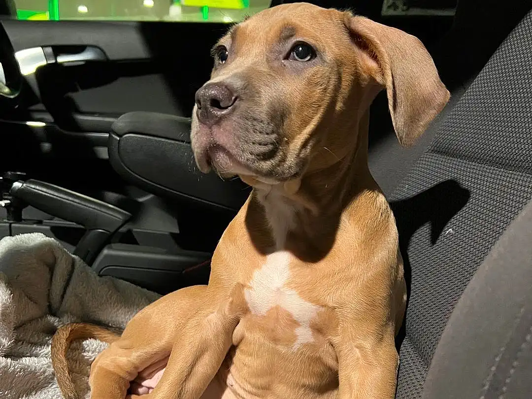 Dog, Comfort, Carnivore, Vroom Vroom, Vehicle, Fawn, Vehicle Door, Snout, Companion dog, Car Seat, Human Leg, Dog breed, Family Car, Sitting, Auto Part, Automotive Design, Passenger, Furry friends, Wrinkle