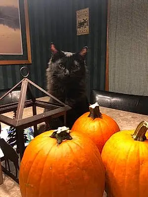 Halloween Cat Duke