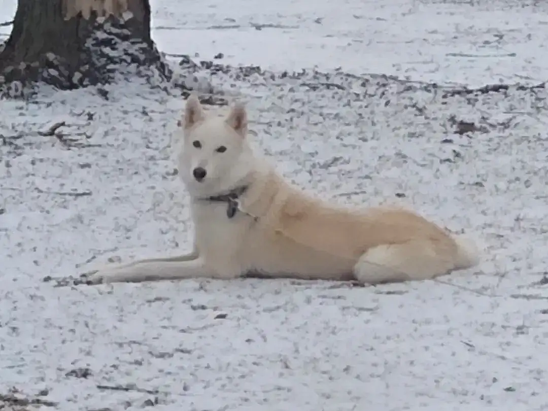 Dog, Snow, Carnivore, Dog breed, Ice Cap, Polar Ice Cap, Terrestrial Animal, Foam, Canidae, Freezing, Winter, Arctic, Arctic Ocean, Canis, Non-sporting Group, Working Animal, Ancient Dog Breeds, Tundra