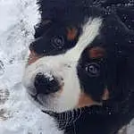 Dog, Dog breed, Bernese Mountain Dog, Snout, King Charles Spaniel, Snow, Cavalier King Charles Spaniel, Greater Swiss Mountain Dog, Companion dog, Puppy, Entlebucher Mountain Dog, Whiskers, Winter, Spaniel