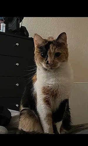 Name British Shorthair Cat Ginny