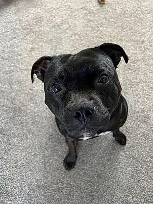 Staffordshire Bull Terrier Dog Indy