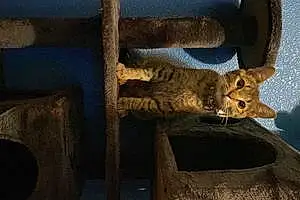 Name Ocicat Cat Cleo