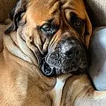 Dog, Dog breed, Carnivore, Companion dog, Fawn, Wrinkle, Snout, Bored, Whiskers, Canidae, Collar, Working Dog, Molosser, Giant Dog Breed, Biting, Ancient Dog Breeds, Non-sporting Group, Terrestrial Animal