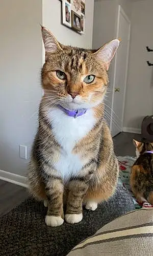 Name American Shorthair Cat Felicity