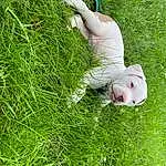 Plant, Human Body, People In Nature, Fawn, Grass, Companion dog, Groundcover, Happy, Grassland, Meadow, Lawn, Tail, Pasture, Dog breed, Tree, Canidae, Shrub