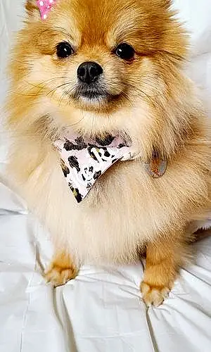 Name Pomeranian Dog Keiko