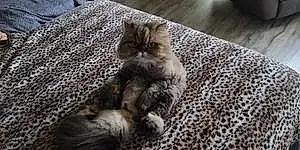 Name Persian Cat Finnigan
