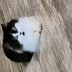 Cat, Wood, Carnivore, Hardwood, Felidae, Dog breed, Terrestrial Animal, Small To Medium-sized Cats, Snout, Whiskers, Tail, Furry friends, Paw, Claw, Wood Flooring, Domestic Short-haired Cat, Companion dog, Black & White, Plank