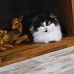 Cat, Wood, Carnivore, Fawn, Felidae, Hardwood, Whiskers, Small To Medium-sized Cats, Furry friends, Working Animal, Domestic Short-haired Cat, Door, Wood Stain, Plywood, Tail, Room, Terrestrial Animal, Wood Flooring