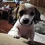 Dog, Dog breed, Crossbreeds dogs, Jack Russell Terrier, Snout, Companion dog, Puppy, Beagle, Russell Terrier