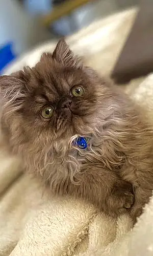 Persian Cat Kovu