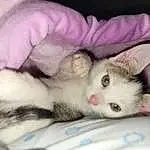 Cat, Eyes, Felidae, Carnivore, Comfort, Small To Medium-sized Cats, Whiskers, Iris, Fawn, Snout, Paw, Furry friends, Domestic Short-haired Cat, Claw, Nap, Tail, Foot, Sleep