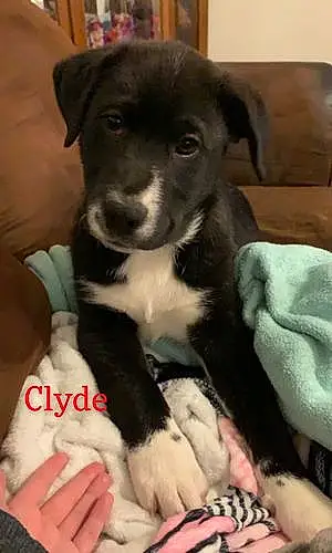 Name Labrador Retriever Dog Clyde