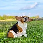 Dog, Plant, Sky, Cloud, Carnivore, Dog breed, Grass, Companion dog, Fawn, Grassland, People In Nature, Meadow, Snout, Natural Landscape, Terrestrial Animal, Field, Prairie, Canidae, Happy