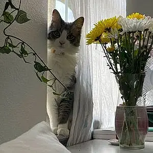 Flower Cat Luna