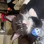 Eyes, Cat, Carnivore, Ear, Felidae, Whiskers, Snout, Small To Medium-sized Cats, Foot, Tail, Paw, Dog breed, Domestic Short-haired Cat, Lap, Furry friends, Claw, Carmine, Black cats, Canidae