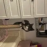Cat, Shelf, Cabinetry, Shelving, Interior Design, Purple, Wood, Grey, Felidae, Carnivore, Wall, Material Property, Small To Medium-sized Cats, Hardwood, Whiskers, Tail, Room, Furry friends