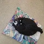 Cat, Felidae, Carnivore, Small To Medium-sized Cats, Grey, Bag, Whiskers, Bombay, Black cats, Tail, Pattern, Furry friends, Domestic Short-haired Cat, Fashion Accessory, Linens, Thread, Wool, Canidae, Woven Fabric, Knitting