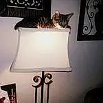 Cat, Light, Black, Lighting, Interior Design, Felidae, Wood, Font, Rectangle, Carnivore, Wall, Line, Art, Material Property, Tints And Shades, Small To Medium-sized Cats, Lamp, Whiskers, Tail