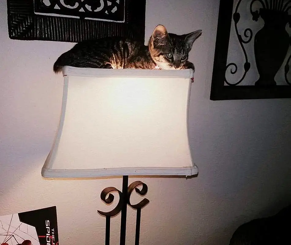 Cat, Light, Black, Lighting, Interior Design, Felidae, Wood, Font, Rectangle, Carnivore, Wall, Line, Art, Material Property, Tints And Shades, Small To Medium-sized Cats, Lamp, Whiskers, Tail