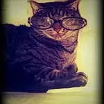 Glasses, Cat, Felidae, Carnivore, Small To Medium-sized Cats, Window, Rectangle, Whiskers, Tints And Shades, Snout, Furry friends, Darkness, Still Life Photography, Domestic Short-haired Cat, Square, Visual Arts, Terrestrial Animal, Sitting