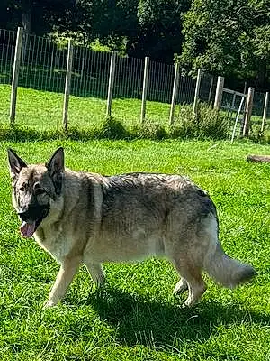 Name German Shepherd Dog Lennox