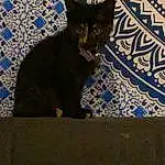 Cat, Eyes, Carnivore, Felidae, Small To Medium-sized Cats, Grey, Whiskers, Tints And Shades, Black cats, Snout, Art, Rectangle, Tail, Electric Blue, Terrestrial Animal, Domestic Short-haired Cat, Pattern, Furry friends