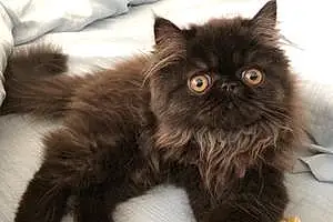 Name Persian Cat Kittie