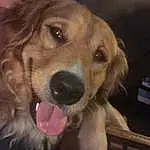 Dog, Dog breed, Carnivore, Fawn, Ear, Companion dog, Whiskers, Snout, Furry friends, Liver, Gun Dog, Canidae, Retriever, Golden Retriever, Working Animal, Terrestrial Animal, Paw