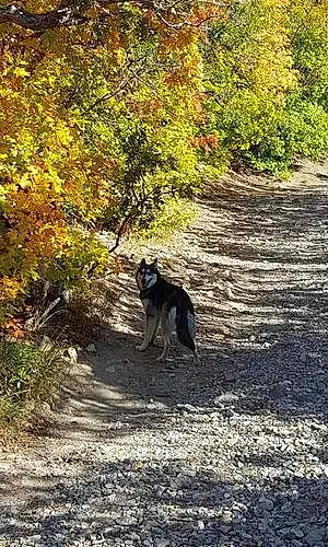 Name Alaskan Malamute Dog Arya