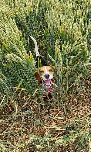 Name Beagle Dog Arya