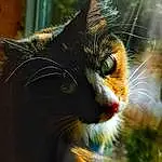 Cat, Eyes, Plant, Felidae, Carnivore, Small To Medium-sized Cats, Whiskers, Window, Fawn, Grass, Tree, Snout, Terrestrial Animal, Close-up, Furry friends, Domestic Short-haired Cat, Tail, Macro Photography