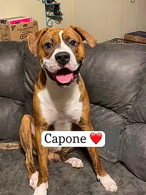Name  Other Dog Capone