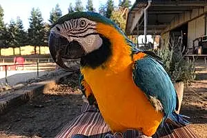 Name Parrot Flip