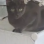 Cat, Black cats, Whiskers, Fauna, Korat, Domestic short-haired cat, Snout, Chartreux, Furry friends, Kitten, Burmese