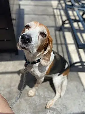 Name Beagle Dog Isabella