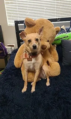 Name Chihuahua Dog Libby