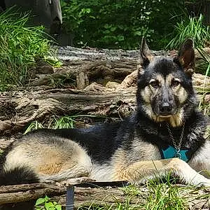 Name German Shepherd Dog Axel